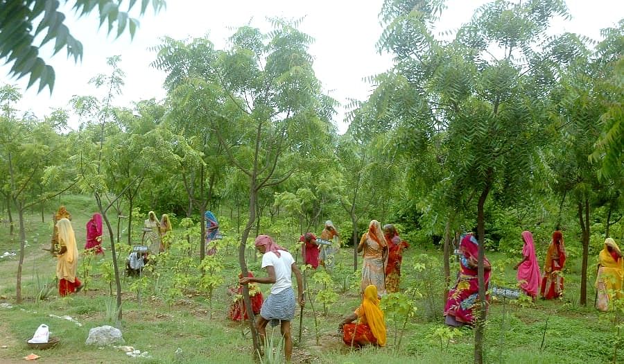 इस गाँव के सरपंच ने चलाया ऐसा मुहीम, गाँव वालों से लगवाए 5 लाख से ज्यादा पौधे, हर लड़की के नाम है लाखो की एफडी