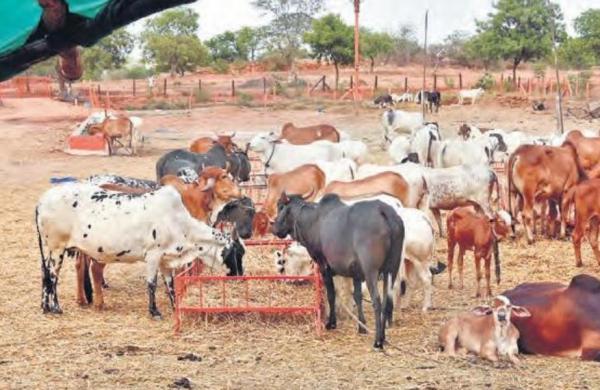 छत्तीसगढ़ में ग्रामीणों से खरीदा जाएगा 2 रुपए में गोबर, सरकार लेकर आई ये नई योजना