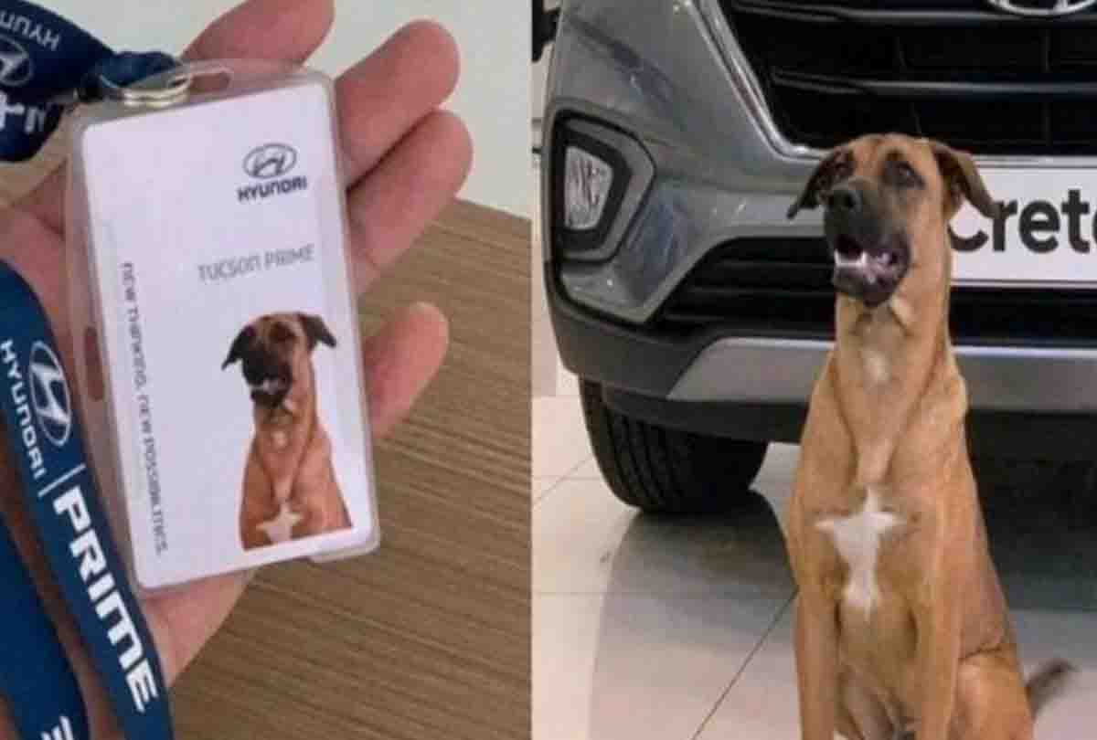 कार शोरूम में कुत्ता करता है ग्राहकों से डील, बिक्री में हुआ इजाफा