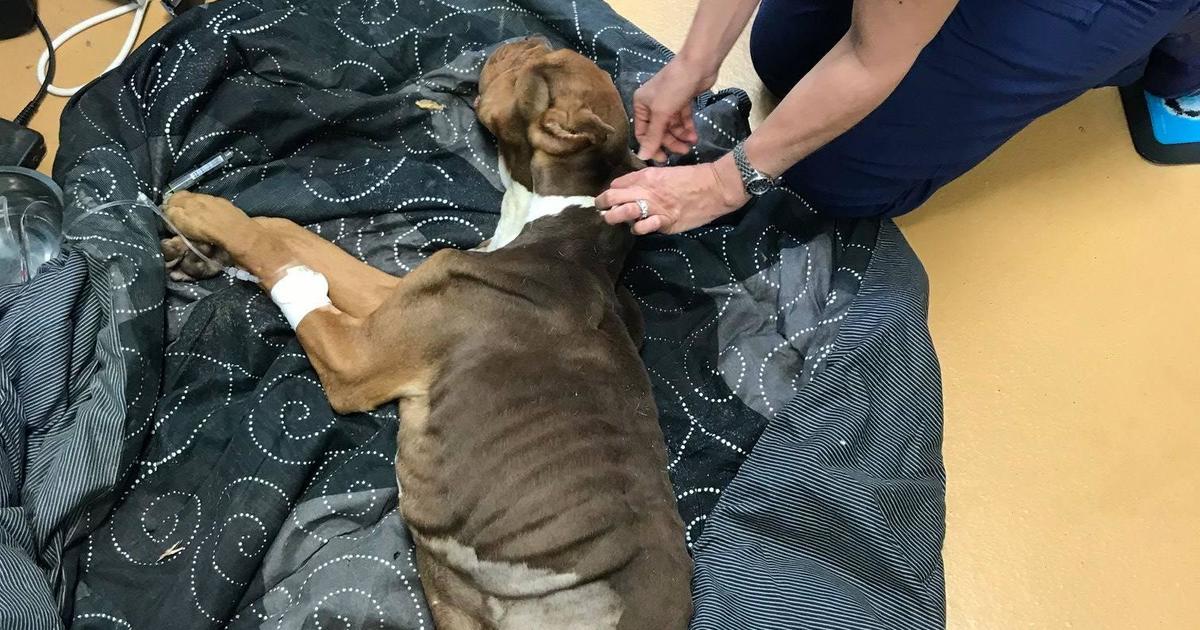 पुलिस फोर्स के Sniffer Dogs में से एक होनहार सिपाही रॉकी की मौत, सम्मान के साथ दी गई अंतिम विदाई