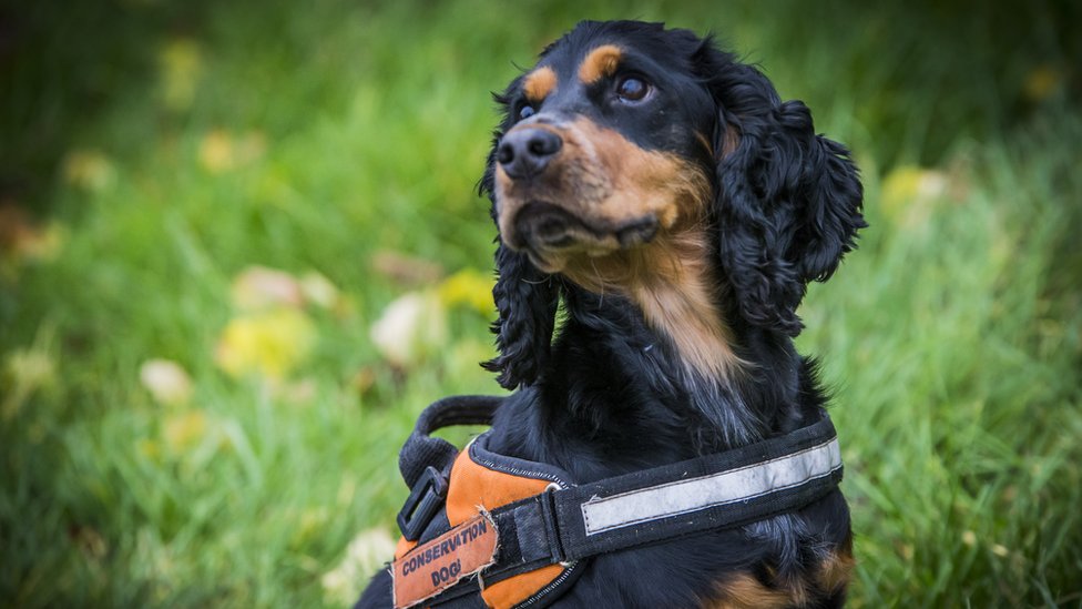 पुलिस फोर्स के Sniffer Dogs में से एक होनहार सिपाही रॉकी की मौत, सम्मान के साथ दी गई अंतिम विदाई
