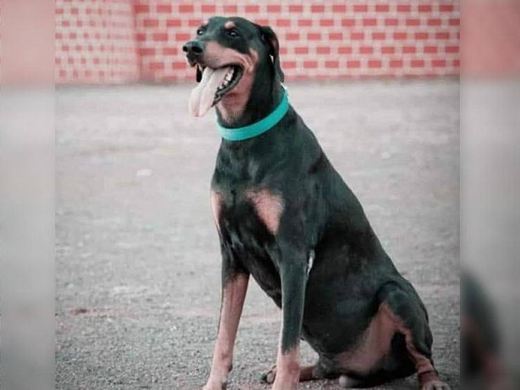 पुलिस फोर्स के Sniffer Dogs में से एक होनहार सिपाही रॉकी की मौत, सम्मान के साथ दी गई अंतिम विदाई