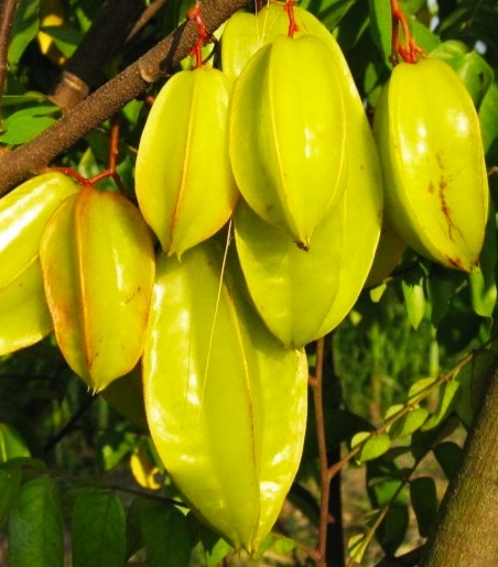 E- जानिए क्या है स्टार फ्रूट खाने के लाभ , कौन से पोषक तत्वों की है बौछार