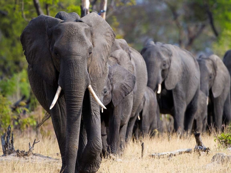90 दिन बाद खुला बोत्सवाना में 350 हाथियों के मौत का रहस्य, जानकर भर आयेंगी आंखे