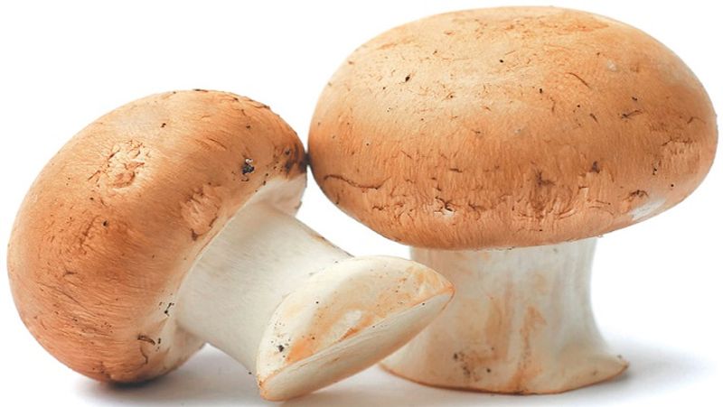 सिर्फ 5000 रूपये खर्च कर कमा सकते हैं लाखों, आज ही शुरू करें ये बिजनेस