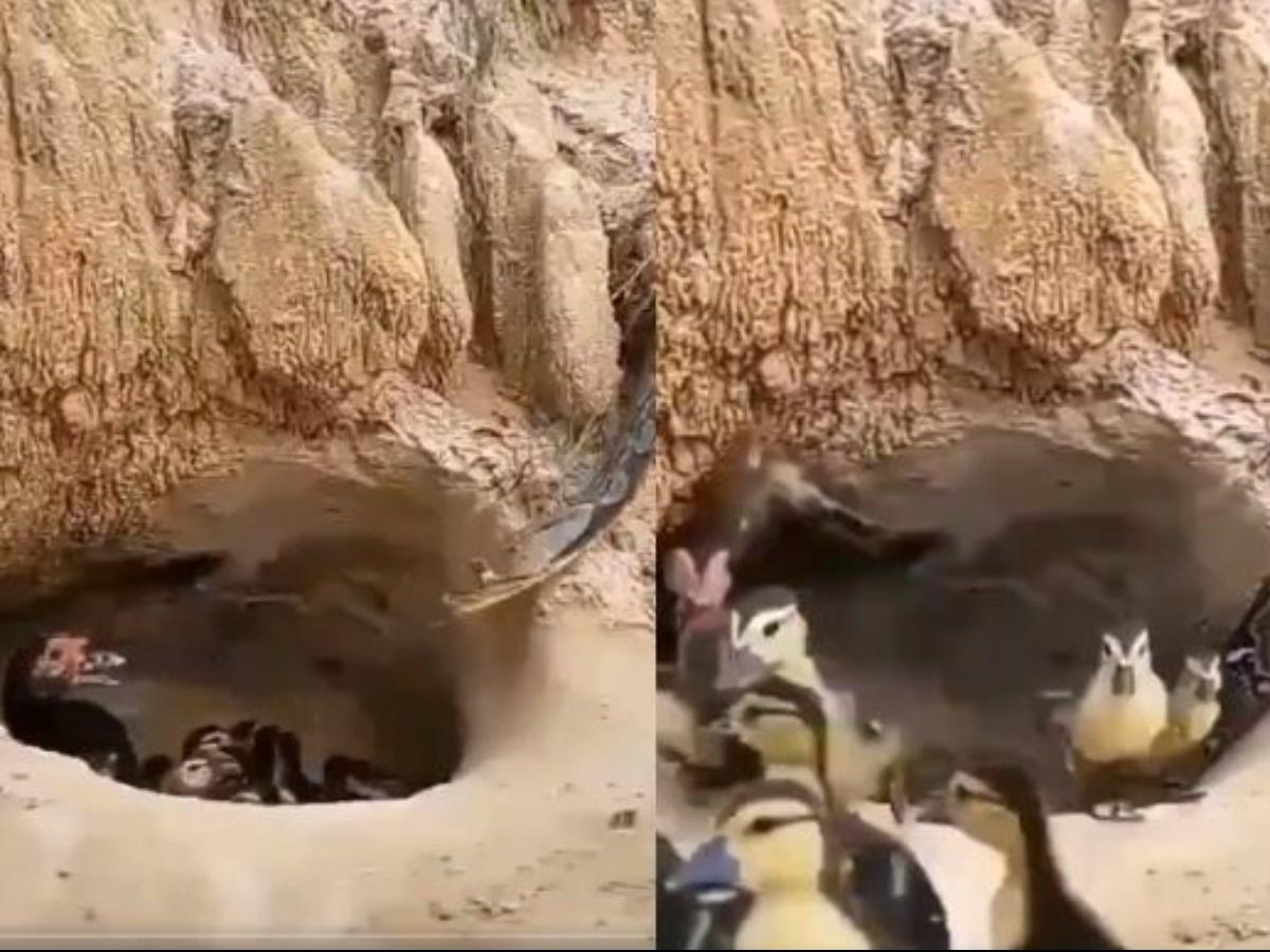 अपने बच्चों को अजगर के हमले से बचाने के लिए मां ने गवां दी अपनी जान, देखें वीडियो