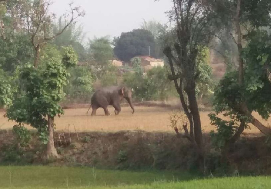 पैर कट जाने पर आर्टिफिशियल पैर से चला हाथी, वीडियो हुआ वायरल