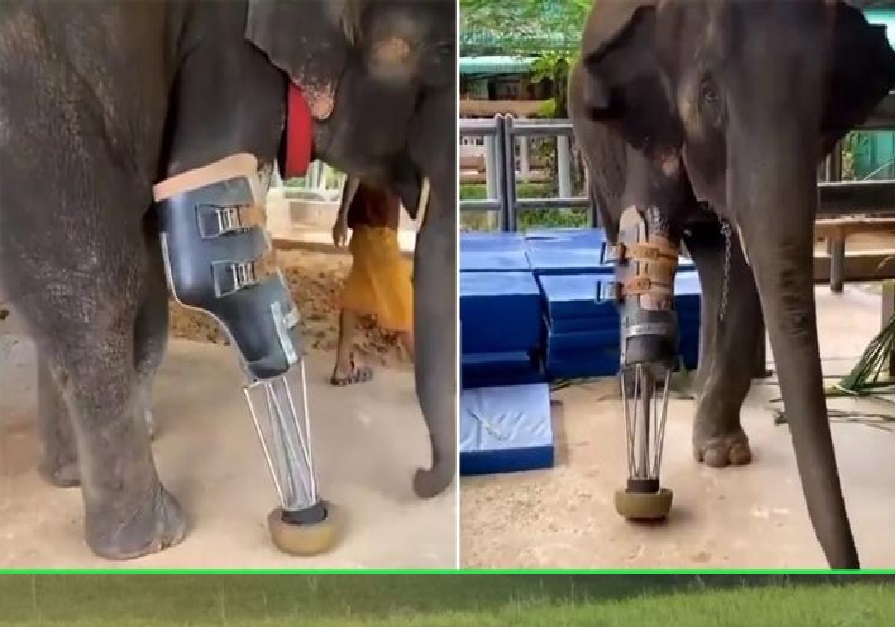 पैर कट जाने पर आर्टिफिशियल पैर से चला हाथी, वीडियो हुआ वायरल
