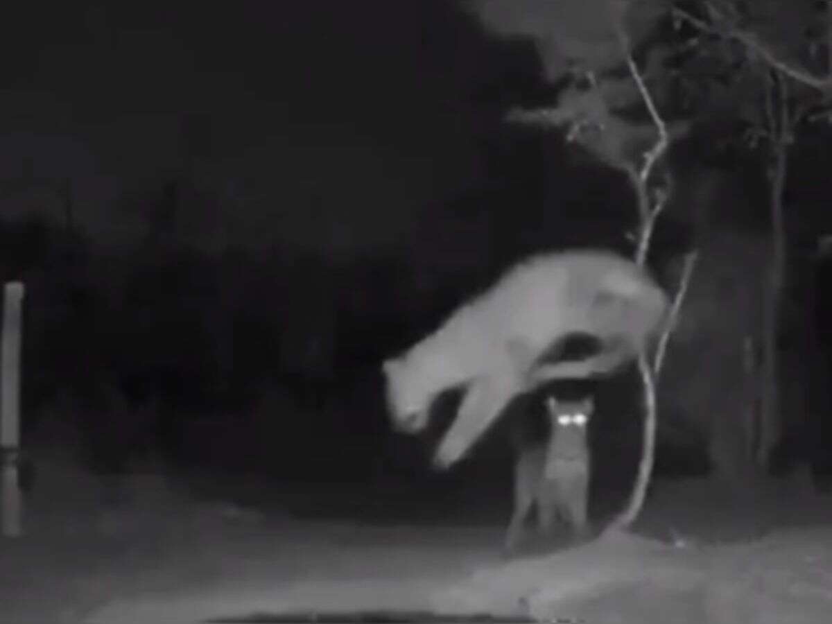 हिडेन कैमरे में हुआ रिकॉर्ड, देखिये रात में क्या करते हैं जानवर