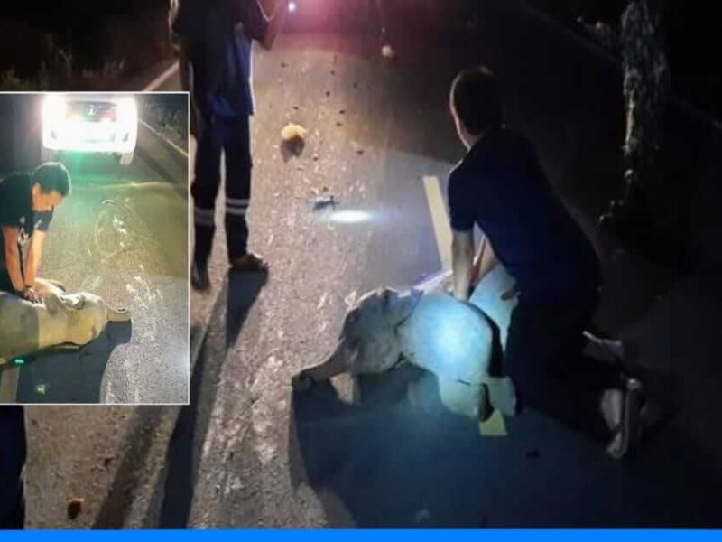 बाइक की टक्कर से घायल हुआ हाथी का बच्चा, ऑफ ड्यूटी सुरक्षाकर्मी ने बचाई जान,देखे वीडियो
