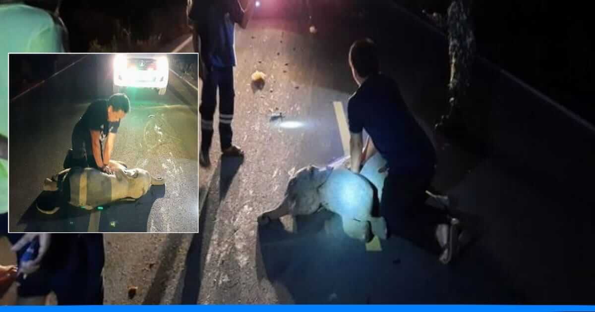 बाइक की टक्कर से घायल हुआ हाथी का बच्चा, ऑफ ड्यूटी सुरक्षाकर्मी ने बचाई जान,देखे वीडियो