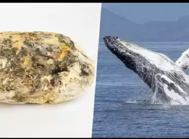 व्हेल मछली की उल्टी पाकर थाईलैंड का मछुआरा हुआ अमीर, करोड़ो का बना मालिक