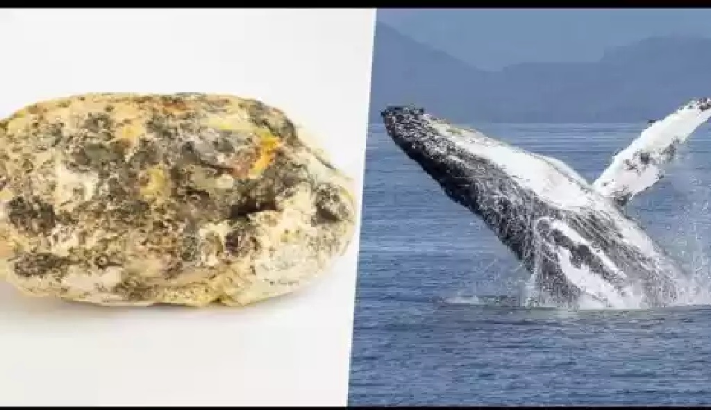 व्हेल मछली की उल्टी पाकर थाईलैंड का मछुआरा हुआ अमीर, करोड़ो का बना मालिक