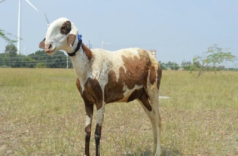 भेड़