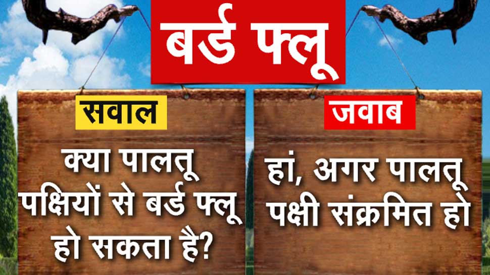 बर्ड फ्लू 