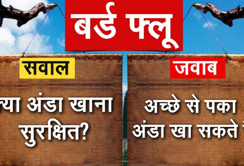 बर्ड फ्लू