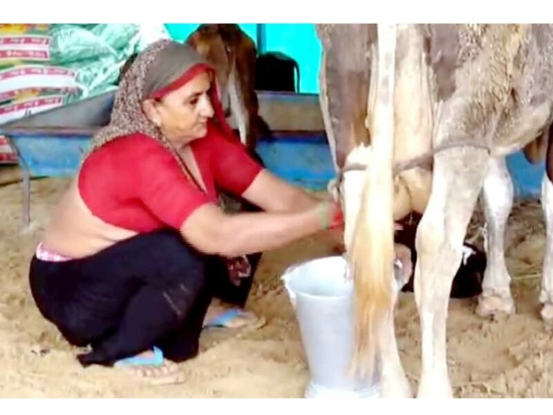 62 साल की महिला दूध बेचकर बनी करोड़पति, महीने में कमाती हैं इतने लाख रुपये