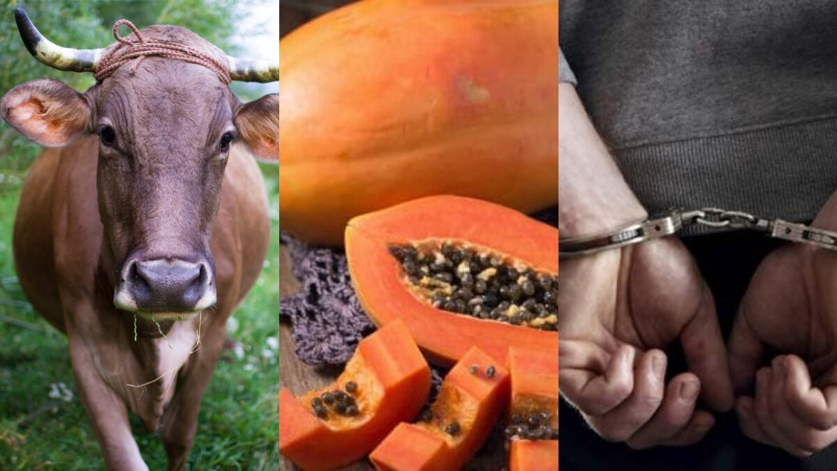 Cow Ate Papaya Kept At The Shop, Then The Freak Cut The Stomach With A Knife