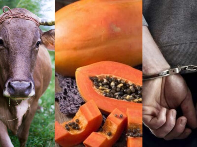 Cow Ate Papaya Kept At The Shop, Then The Freak Cut The Stomach With A Knife