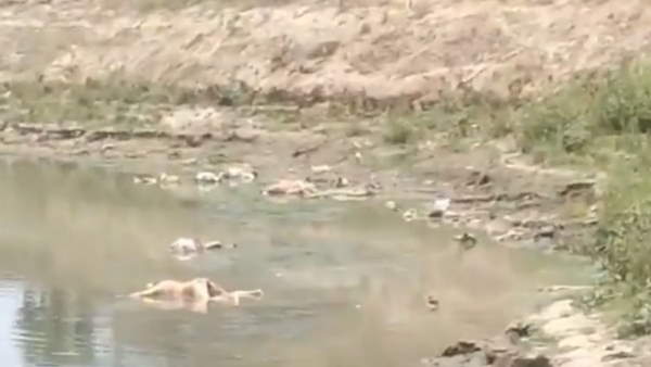 शर्मनाक: गंगा में तैरती दिखी 40 लाशें, कोरोना से मौत के बाद जानवर नोचते आए नजर