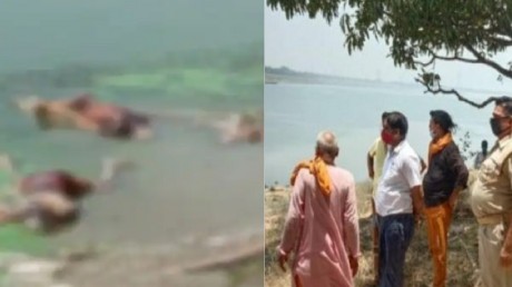 शर्मनाक: गंगा में तैरती दिखी 40 लाशें, कोरोना से मौत के बाद जानवर नोचते आए नजर
