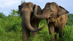 बेटे को जायदाद से बेदखल कर इस शख्स ने अपने 2 हाथियों के नाम कर दिया 5 करोड़ की संपति, दिलचस्प है वजह