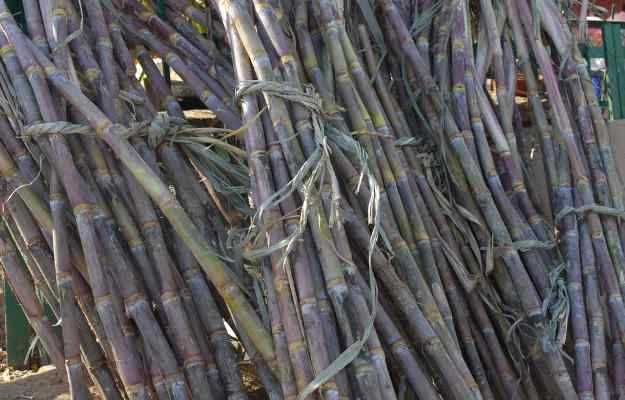 Health Tips: गर्मी के मौसम में 1 गिलास गन्ने का रस बचा सकता हैं आपको इन रोगों से