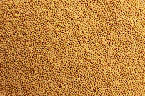 Mustard Oil Price: मांग में आई कमी की वजह से धड़ाम से नीचे आई सरसों तेल की कीमत, जानिए क्या हैं नये भाव