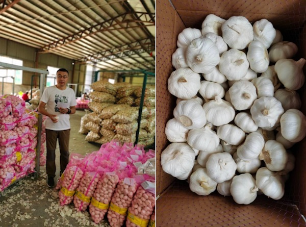 Garlic Price: प्याज के बाद अब लहसुन की कीमतों में भी आई भारी गिरावट, जानिए क्या हैं नये दाम