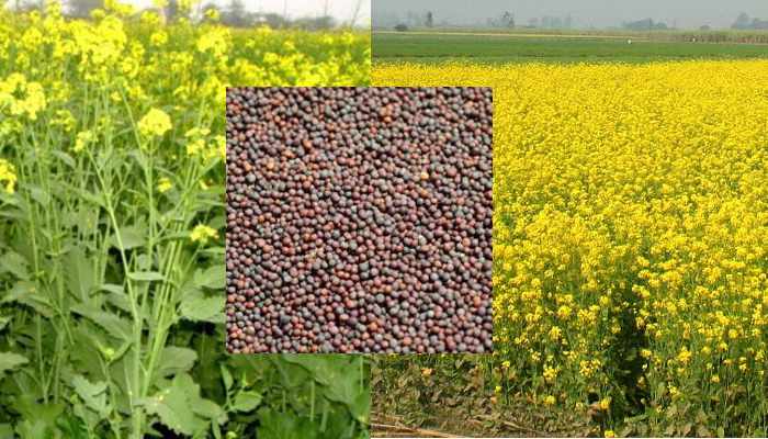 Mustard Oil Price: फूटकर में 64 फीसदी बढ़ गई है सरसों तेल की कीमत, इस महीने में आने वाली है भारी गिरावट, जानिए क्या हैं नये दाम