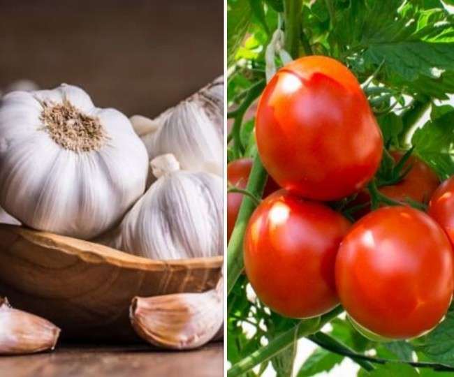 Garlic And Tomato Price: टमाटर की कीमतों में आई गिरावट के बाद जानिए क्या है अब लहसुन की कीमत