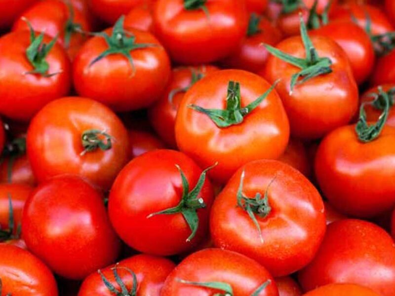 Today Tomato Price : टमाटर के दाम में आई जबरदस्त गिरावट, अब मात्र इतन रुपये में मिल रहा 1 किलो टमाटर