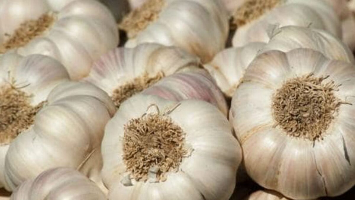 Garlic Price : सर्दियों की आहट से पहले ही लहसुन के दामों में आई गर्मी, अब इतनी हो गई है कीमत