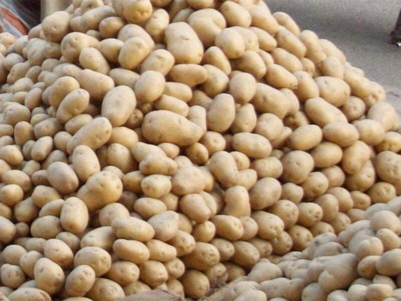 Potato Price : आलू की कीमतों में आया भारी गिरावट, जानिए क्या है नई कीमत