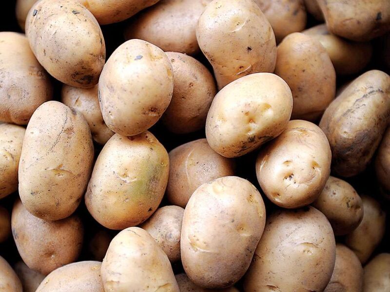 Potato Price: आलू की कीमत में आई भारी गिरावट, खरीदने से पहले जान लीजिए क्या हैं नये भाव