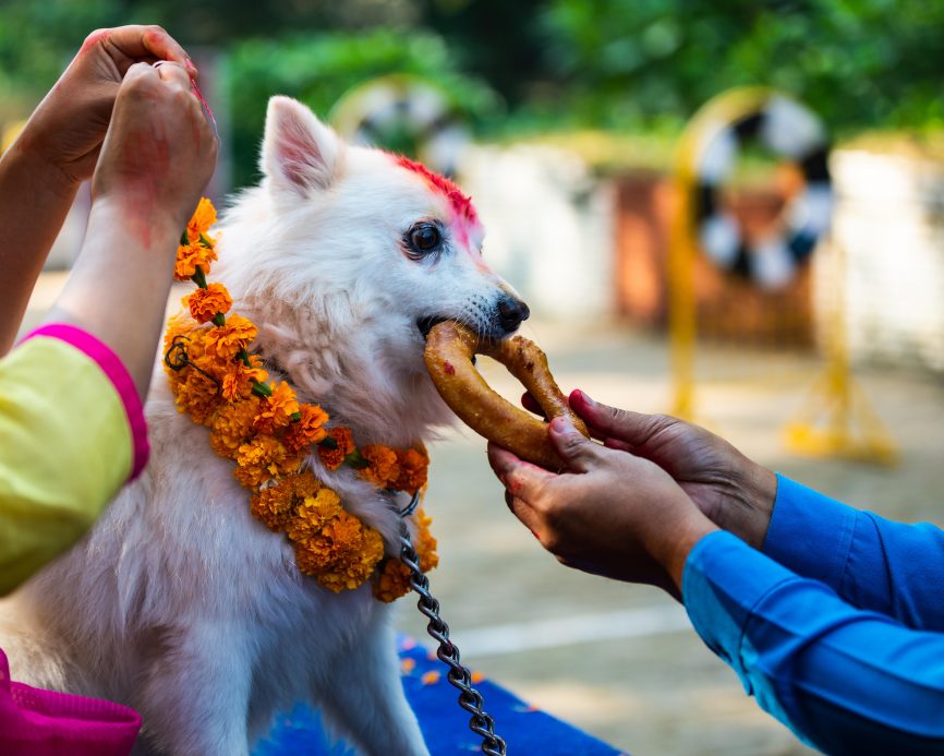 दीपावली के दिन यहां होती है कुत्तों की विशेष पूजा, परोसा जाता है उनके मनपसंद भोजन, काफी दिलचस्प है इसके पीछे की वजह