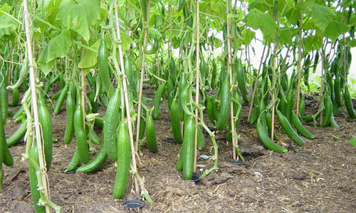 Business Idea Cucumber-Farming