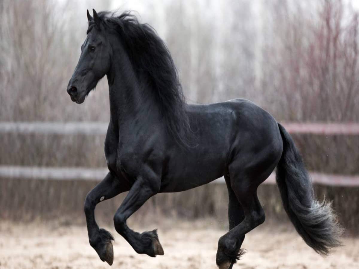 Black Horse Fraud