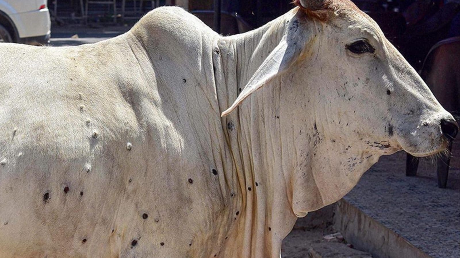 देश में तेजी से मवेशियों में फैल रहा हैं लंपी वायरस (Lumpy Virus), जानें इस बीमारी के लक्षण