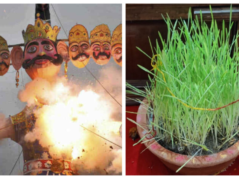 Dussehra 2022: नवरात्रि में उगाई गई जौ से होगी विजयदशमी के दिन दशहरे की पूजा, जानें पूजन विधि