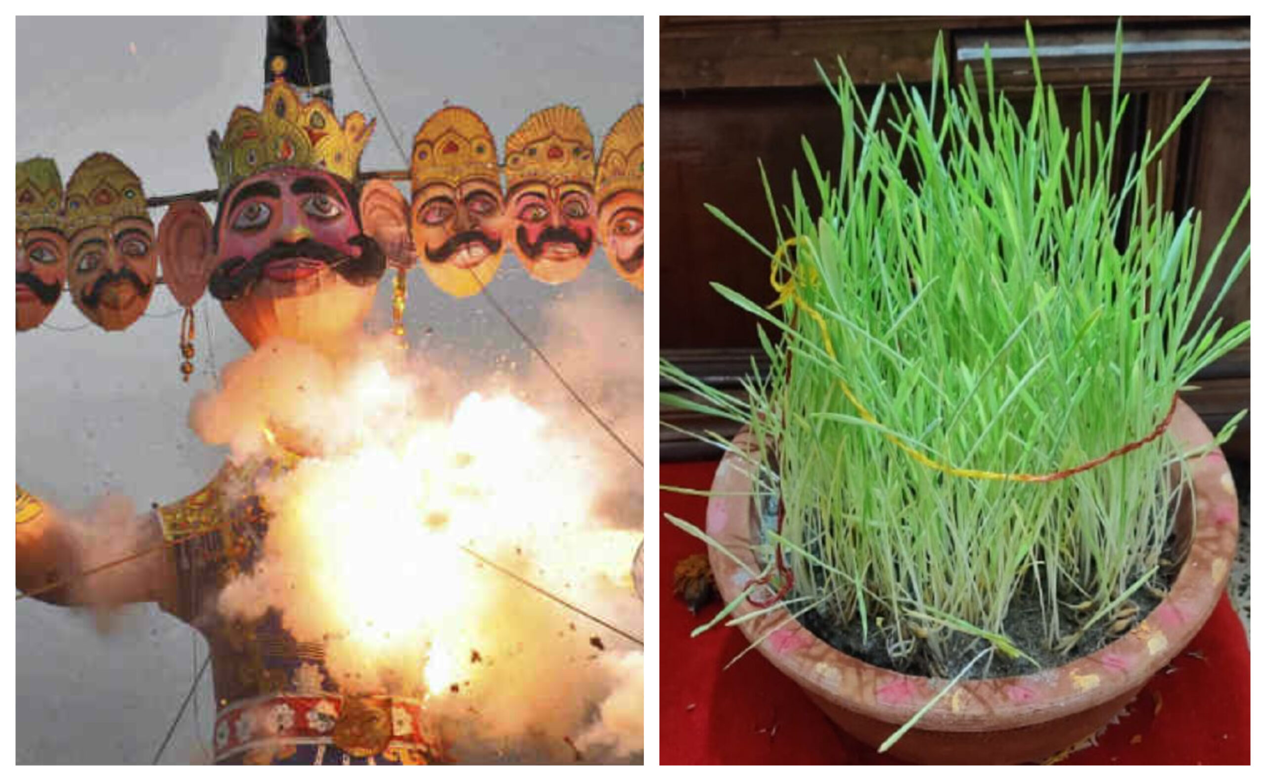 Dussehra 2022: नवरात्रि में उगाई गई जौ से होगी विजयदशमी के दिन दशहरे की पूजा, जानें पूजन विधि