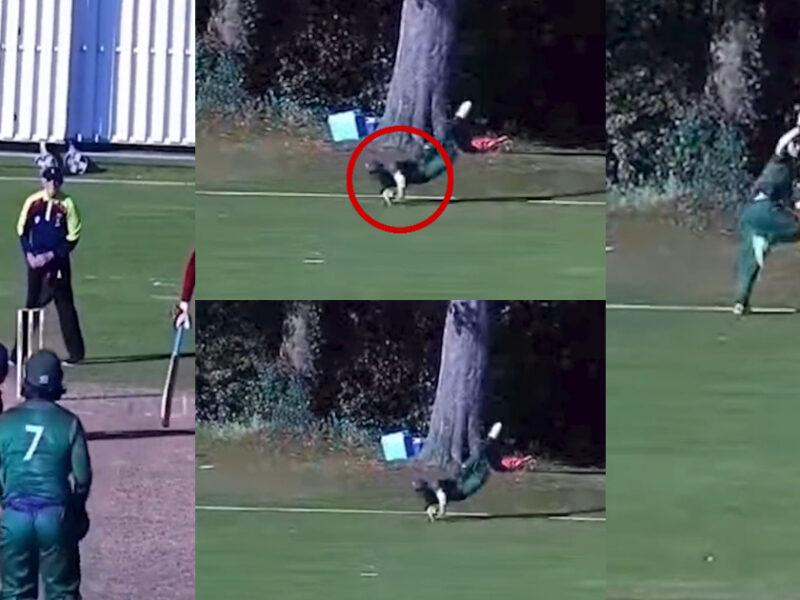 The Fielder Of The Cricket World Took A Surprising Catch, The Video Went Viral