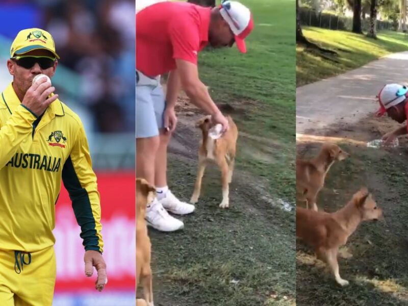 David Warner Showed Generosity With Dogs, Video Going Viral On Social Media