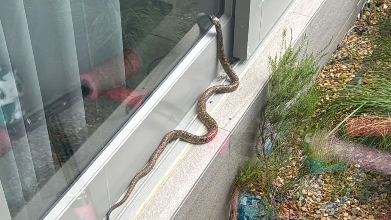 Snake