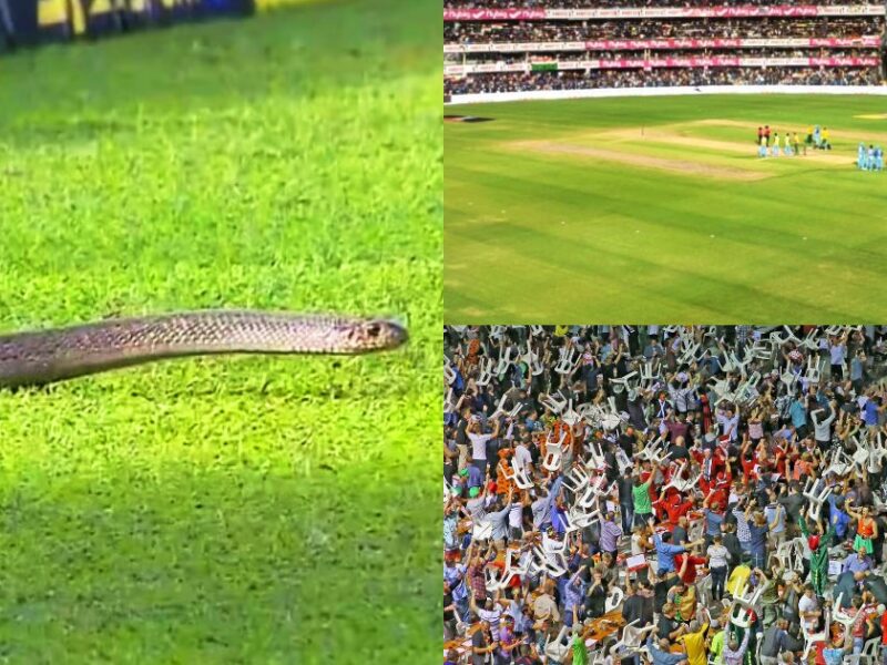 A Poisonous Snake Entered The Field During The Live Cricket Match Chaos Among The Spectators