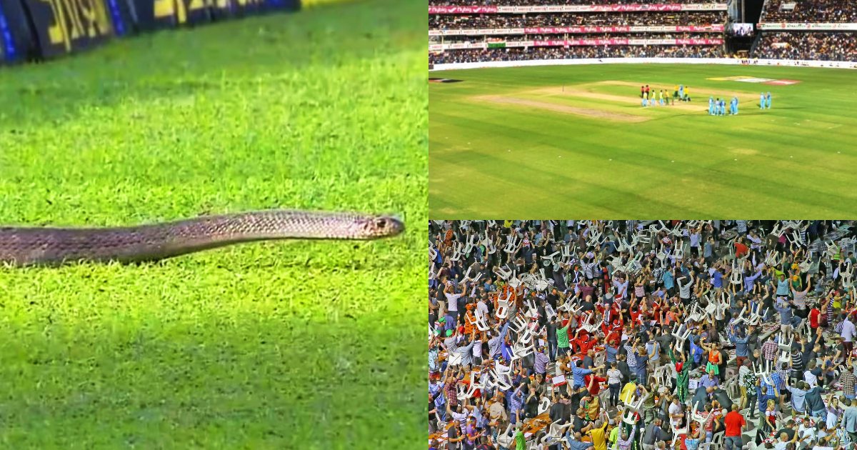A Poisonous Snake Entered The Field During The Live Cricket Match Chaos Among The Spectators