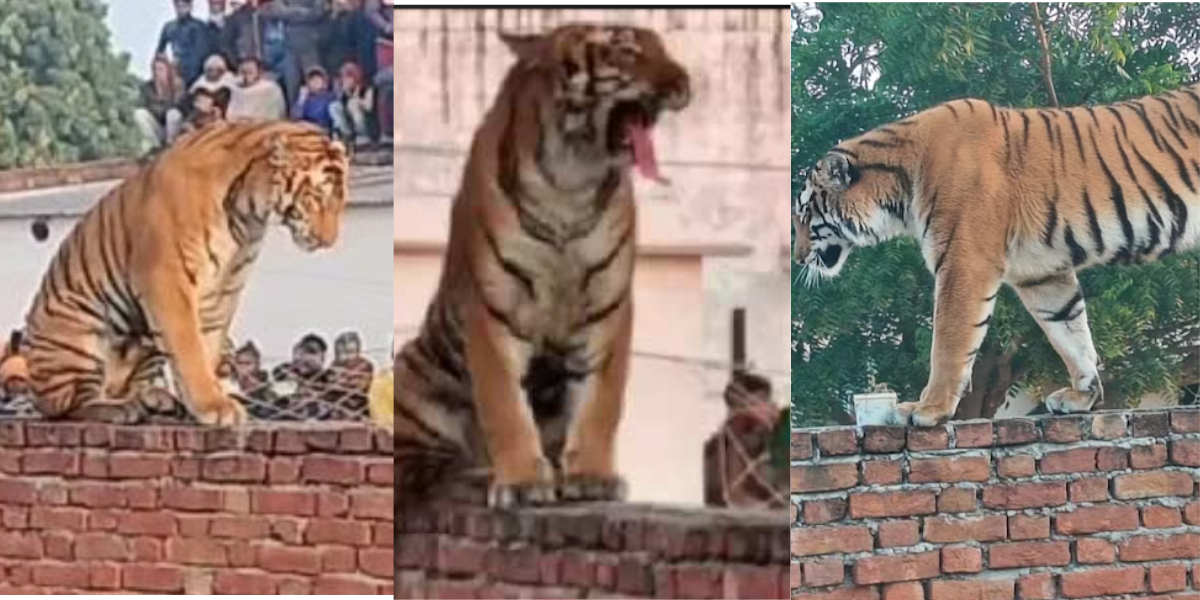 The-Tiger-Sat-On-The-Roof-Of-A-Farmers-House-In-Pilibhit-For-12-Hours-Sometimes-Yawning-And-Sometimes-Scaring-Him-By-Roaring