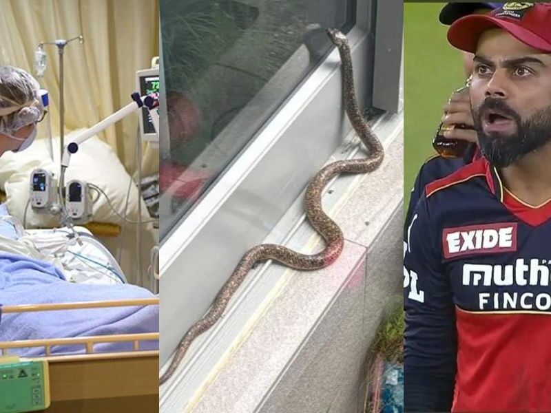 Snake-Entered-In-Virat-Kohli-Friend-Faf-Du-Plessis-House-His-Wife-Uploaded-Photo-On-Instagram