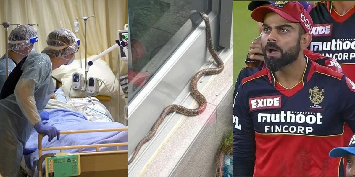 Snake-Entered-In-Virat-Kohli-Friend-Faf-Du-Plessis-House-His-Wife-Uploaded-Photo-On-Instagram