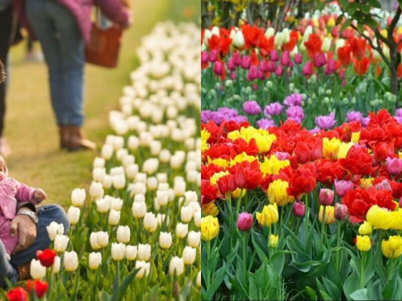 Know Where Tulip Festival Is Being Organized In Delhi